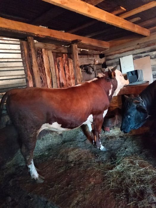 Быков с откорма,