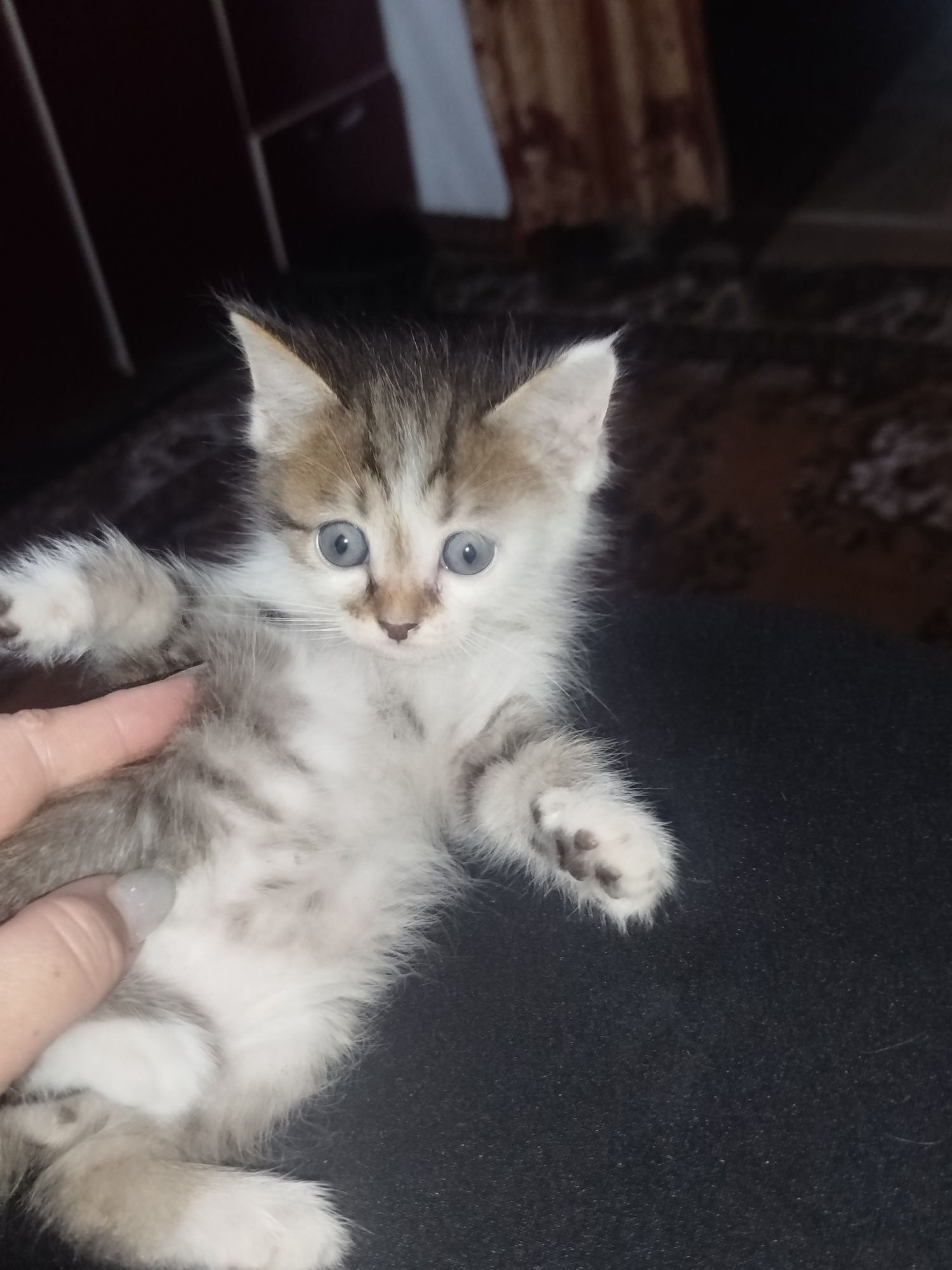 Котята отдам добрые руки