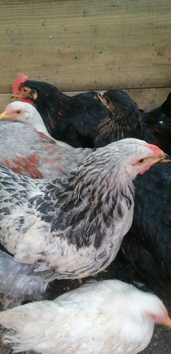 Gainuse și cocosei Brahma