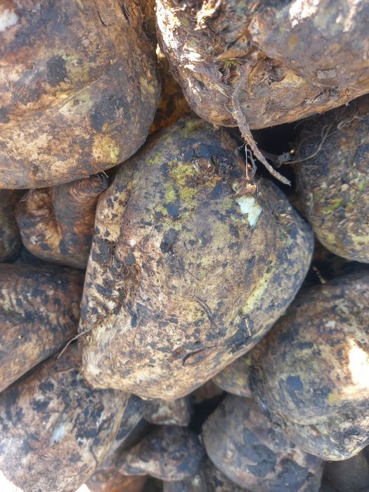 Sfeclă de zahăr de vânzare