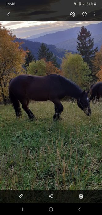 Vând cal de 3 ani jumate