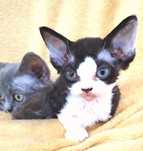 Devon Rex pui mascul