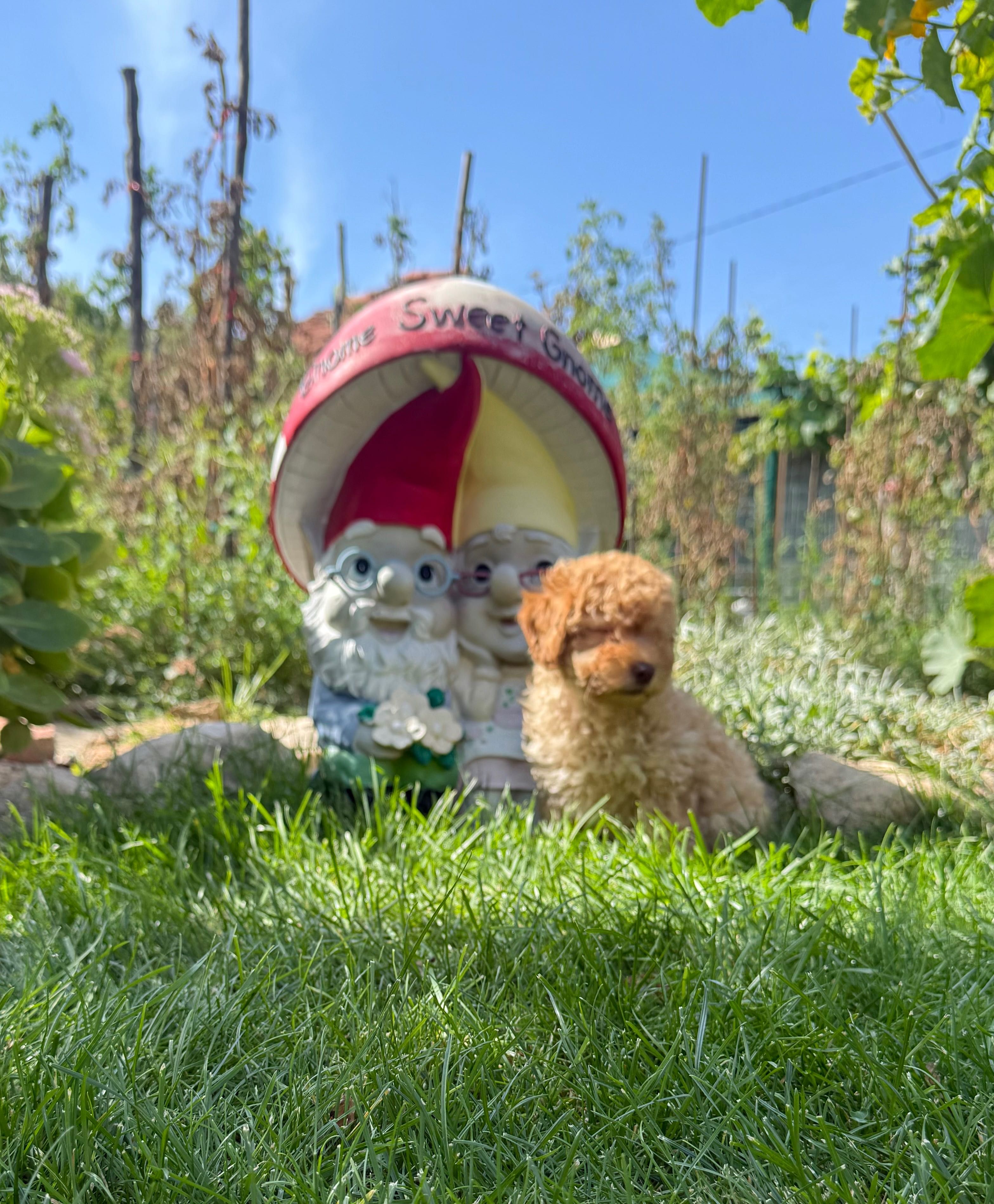 Пудел Той/ Poodle Toy