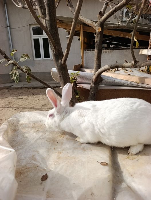 Hikol para 6 oydan owkan tayyor quyonla