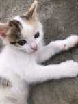 5pisicute pentru adoptie