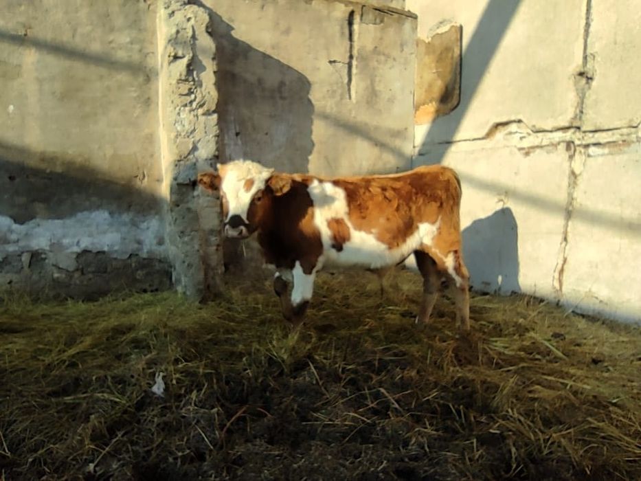 Продам подсосных бычков