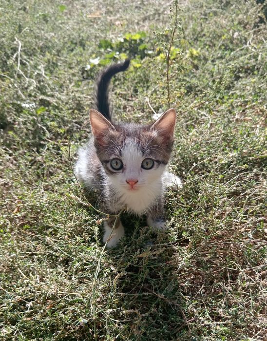 Отдам котят в добрые руки 
Отдаю в хорошие руки троих милых котят —