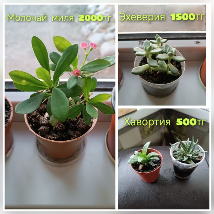 Цветы суккуленты