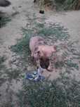 Pui caine lup - adoptie - se platesc decat vaccinurile efectuate