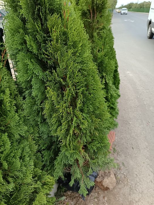 Plante de gradina Tuya smarald la un metru și cinzeci la 75 de lei