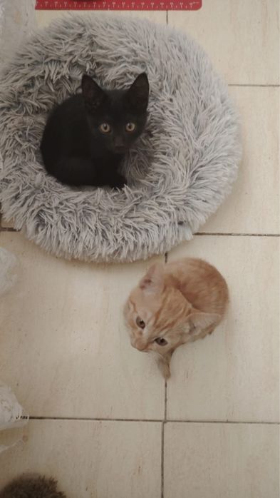 Котята отдам в хорошие руки