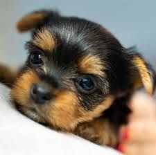 Yorkshire terrier talie mica