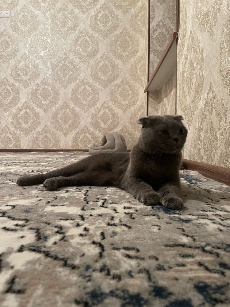 Mushuk scottish fold pasporti bor skottish fold