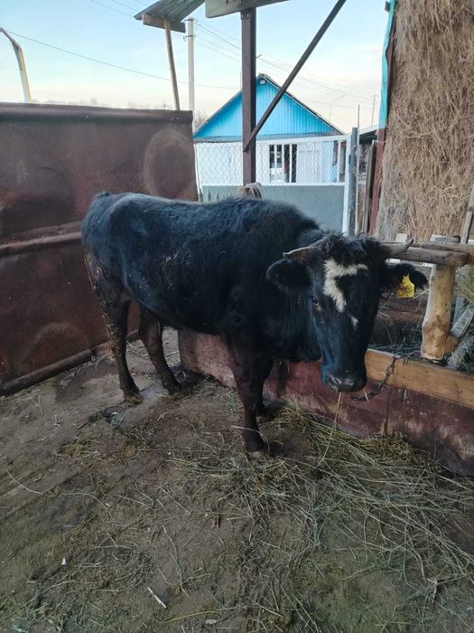 Телка на согым цена 3500 тг. за килограмм в круг