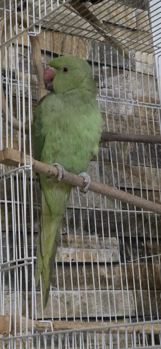 Ожереловый попугай 9 месяц