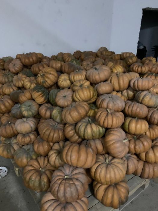 Тыква сладкая вкусная по 150 тг/кг в наличии 25 тонн