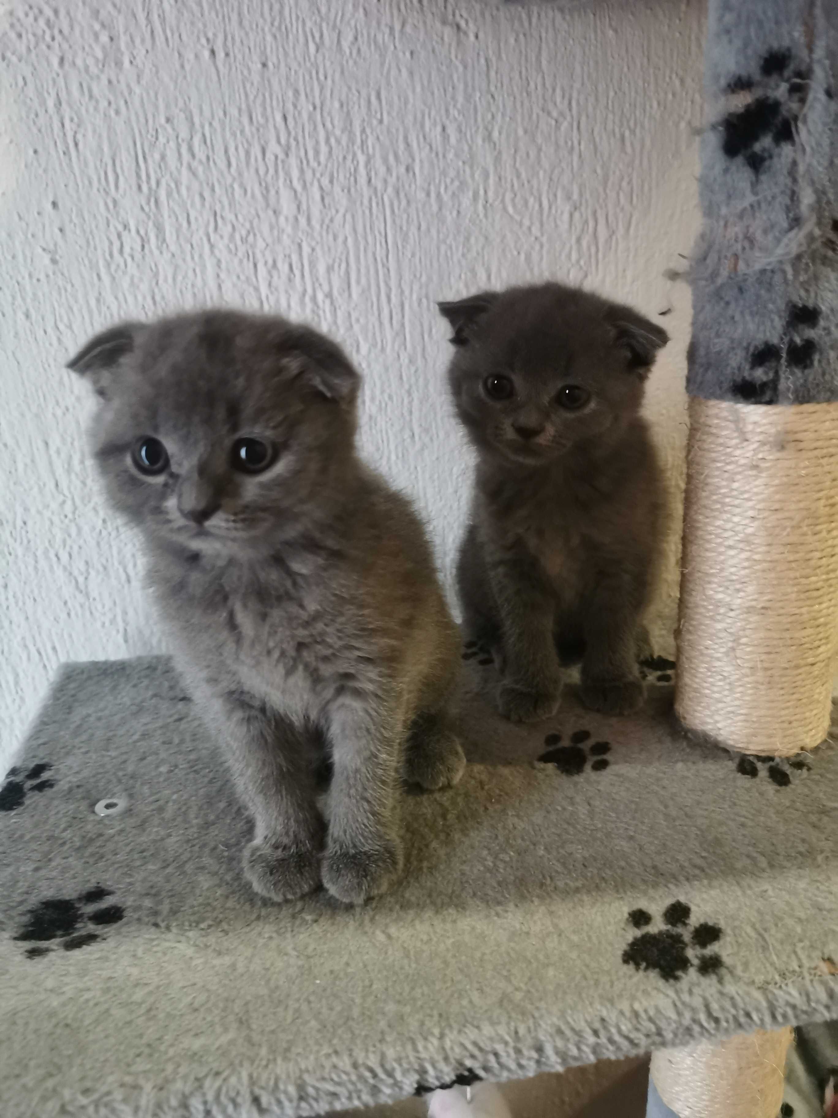Шотландско клепоухо коте