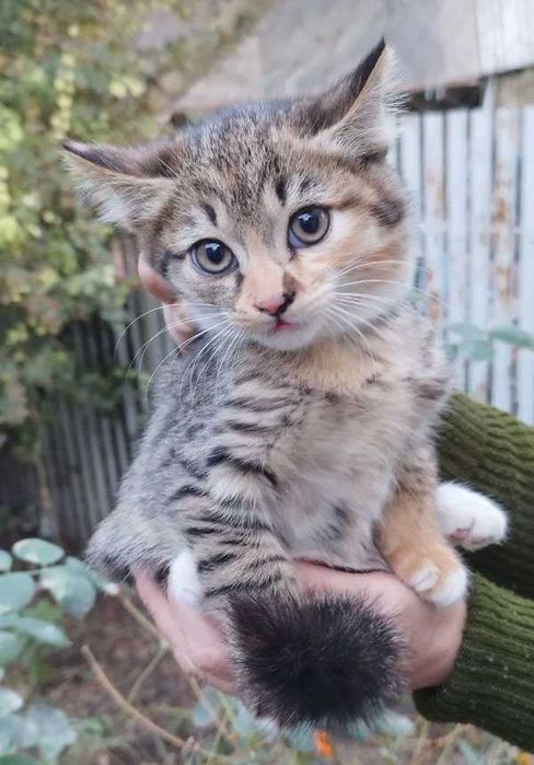 Кошка. Котенок. 3 месяца. Чистая. Здоровая.