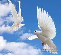Белые голуби для торжественных мероприятий.