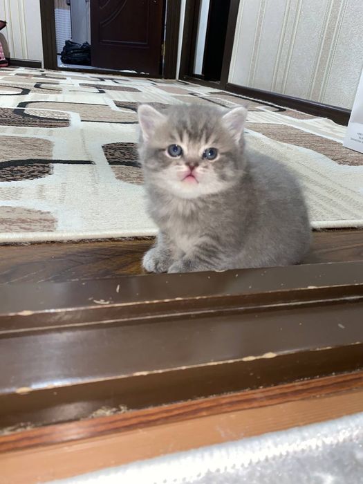 Котята  Скотиш смешани