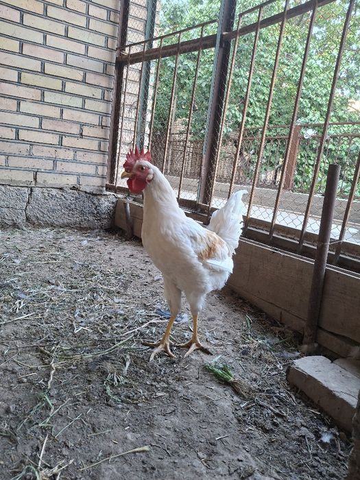 Жас қораздар сатылады