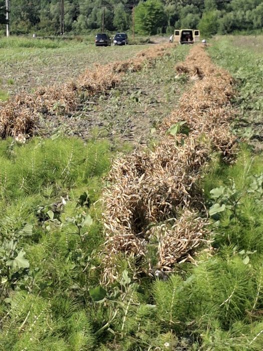 Sămânță usturoi de Copalau