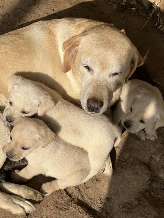 Labrador zotli kuchuk bolalari