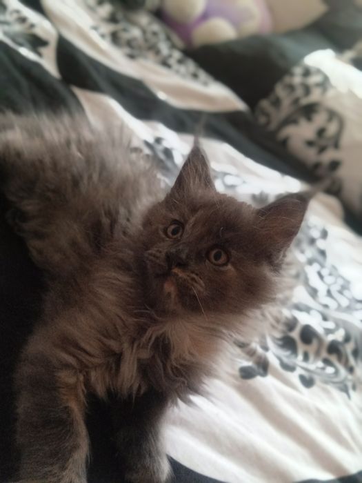 Продам Котят Мейн Кун