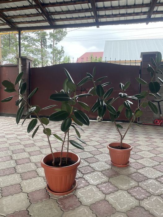 Фикус каучуконосный — крупные комнатные растения (1,22 м и 1,45 м)