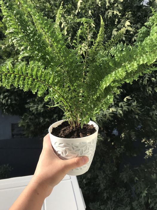 Домашние цветы, создающие уют