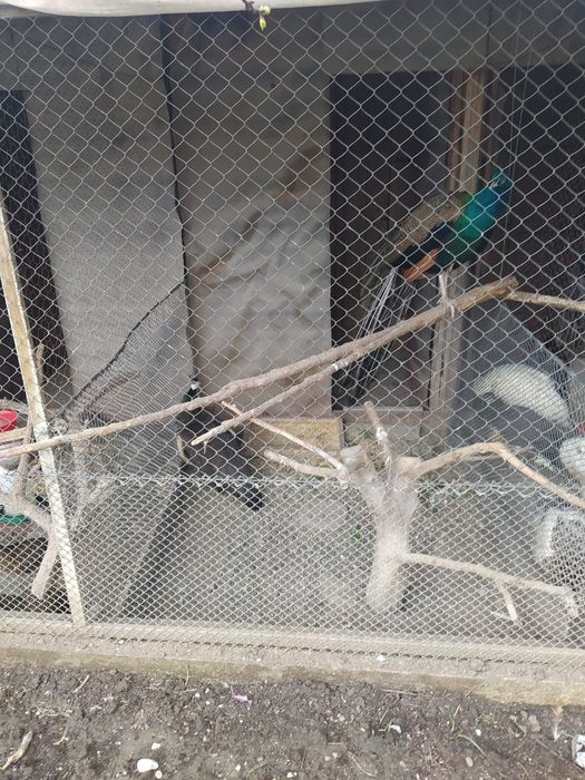 Vand păuni și fazani,vârstă 1,2,3 ani