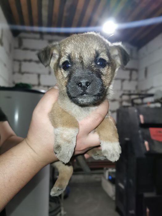 Отдам щенят в добрые руки. Сүйкімді күшіктер иесін іздеуде.