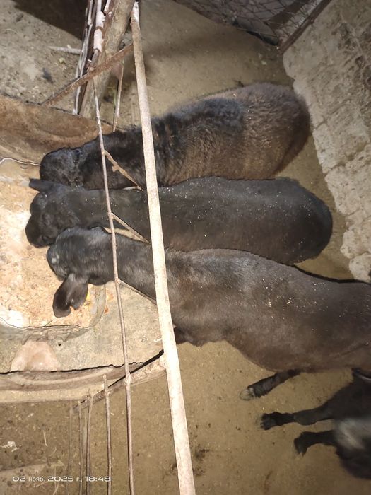 Барра кузилар тирик вазинга  сотилади.