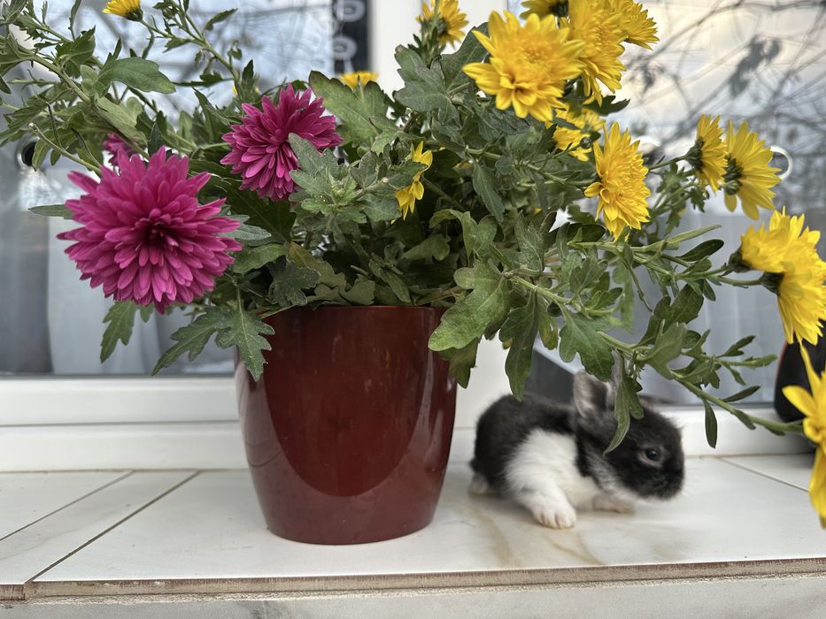 iepurasi pitici disponibili peste o saptamana