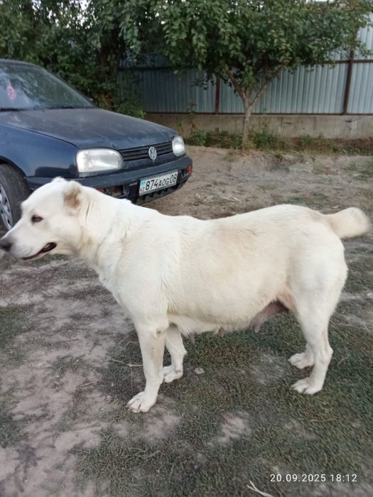 Щенки алабая