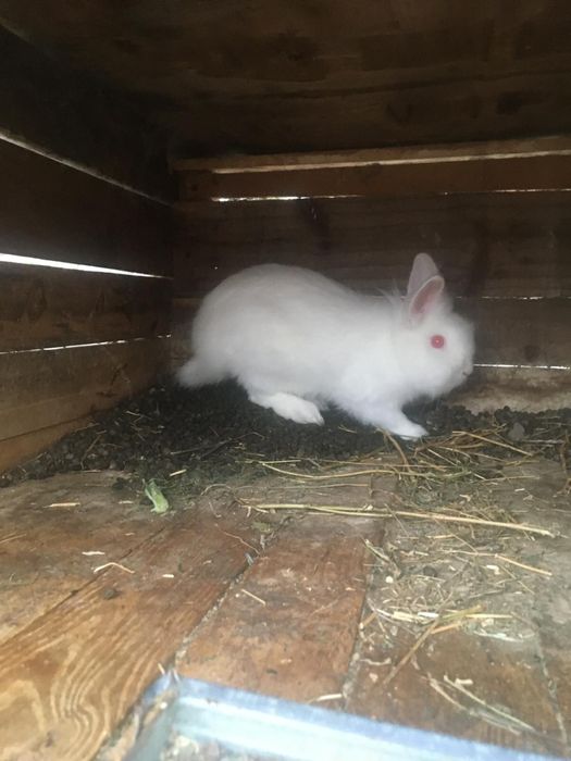 Vand iepurasi hycoli si cap de leu