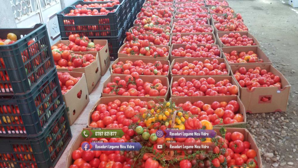 Vand Rasad Rosii Vinete Ardei Castraveti si alte Rasaduri Legume 2025