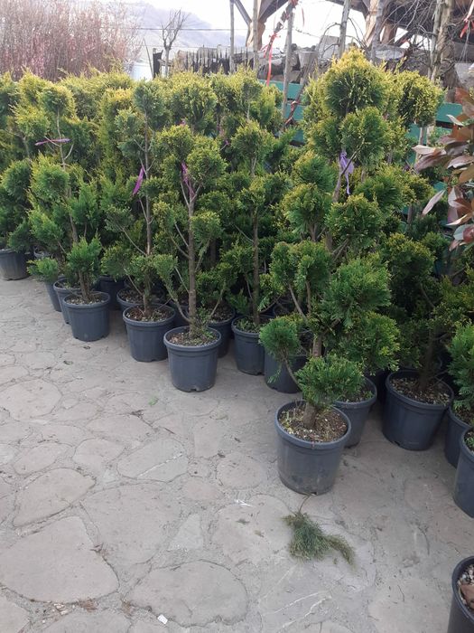 Mestecan tei lelendy tuia smarald catalpa