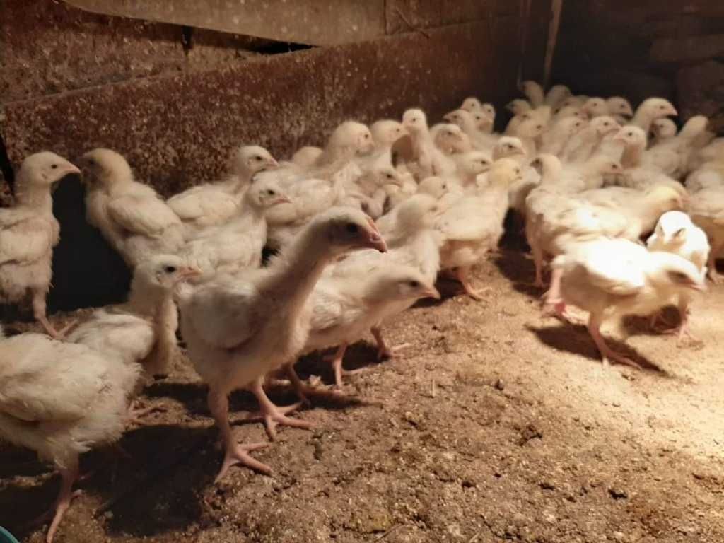 Продавам пилета бройлери