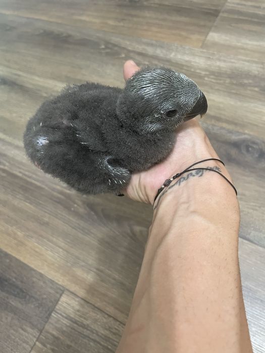 Ръчно хранен Еклектус