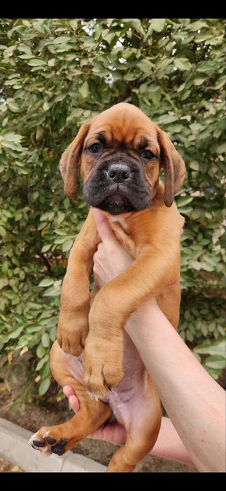 Щенки немецкого боксёра