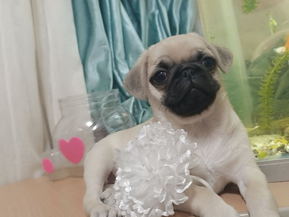 Продам мопсиков девочки