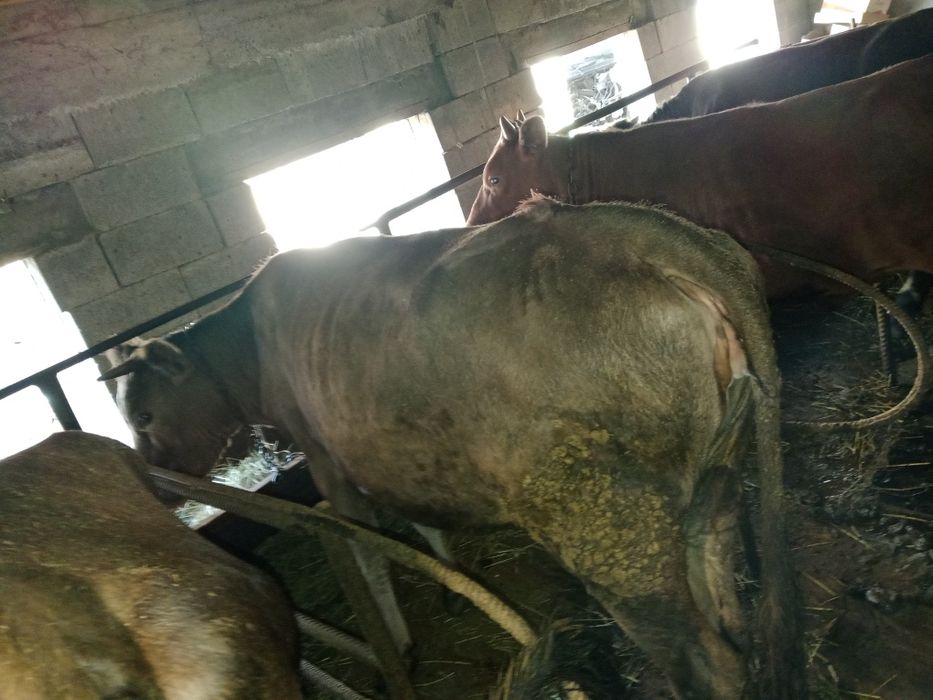 Сиыр сатылады  жас мал