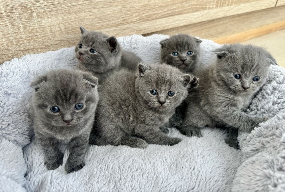 British Shorthair Scottish Fold