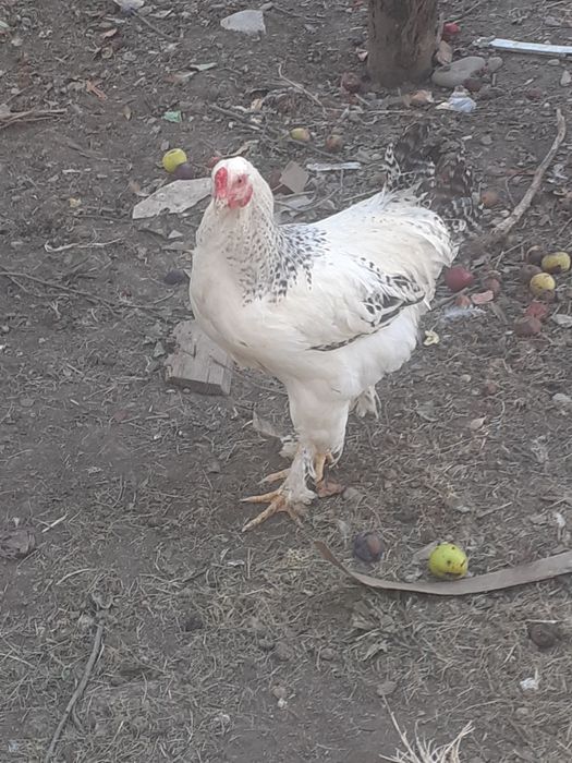 Cocos de rasa 100 Ron/buc.