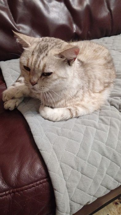 Кошка ищет дом, скоро зима холодно