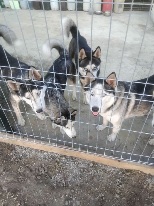 De vanzare pui huski siberian