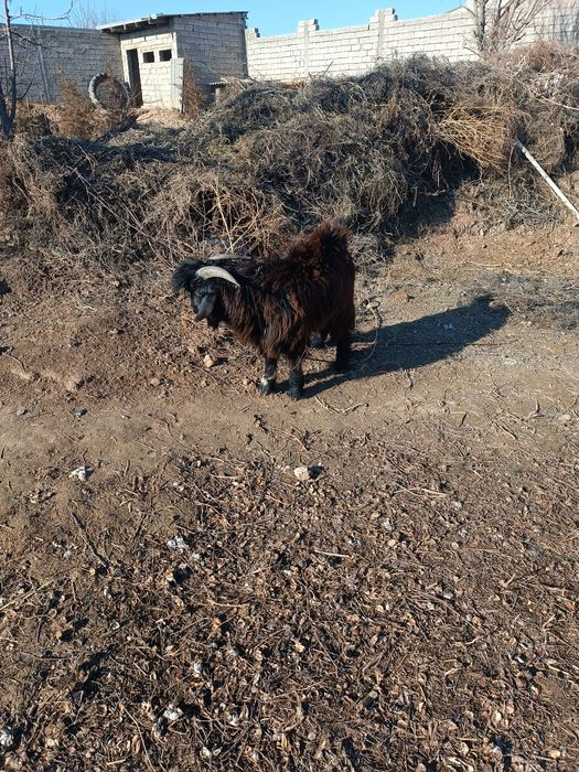 Эчкини эркаги "ТАКА"