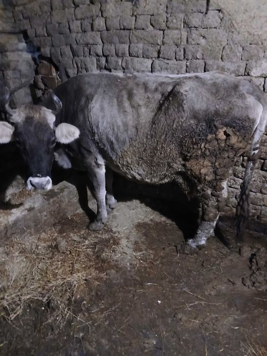 Крава сиво белгийска