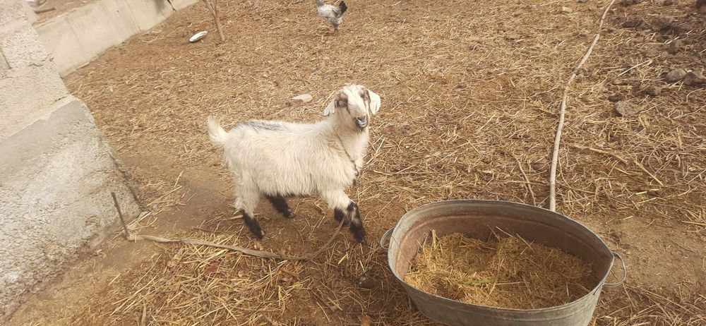 Эчкилар сотилади